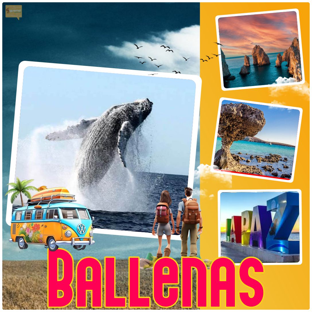 WhatsApp-Image-2024-11-02-at-15.38.43.jpeg WhatsApp-Image-2024-11-02-at-15.38.43.jpeg